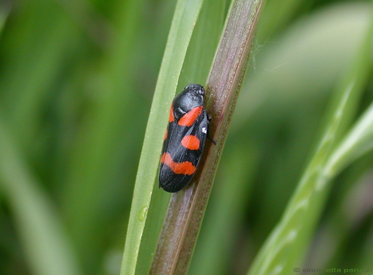 Homoptera del casentino - Cercopis arcuata